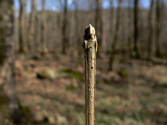 {Fraxinus quadrangulata}